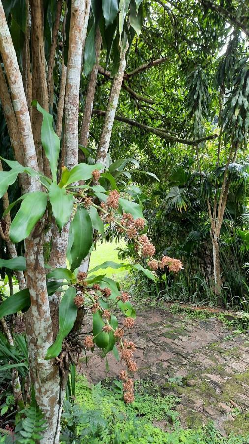 Sitio Alto Da Montanha - Voce Em Paz Com A Natureza Pacoti Exterior foto