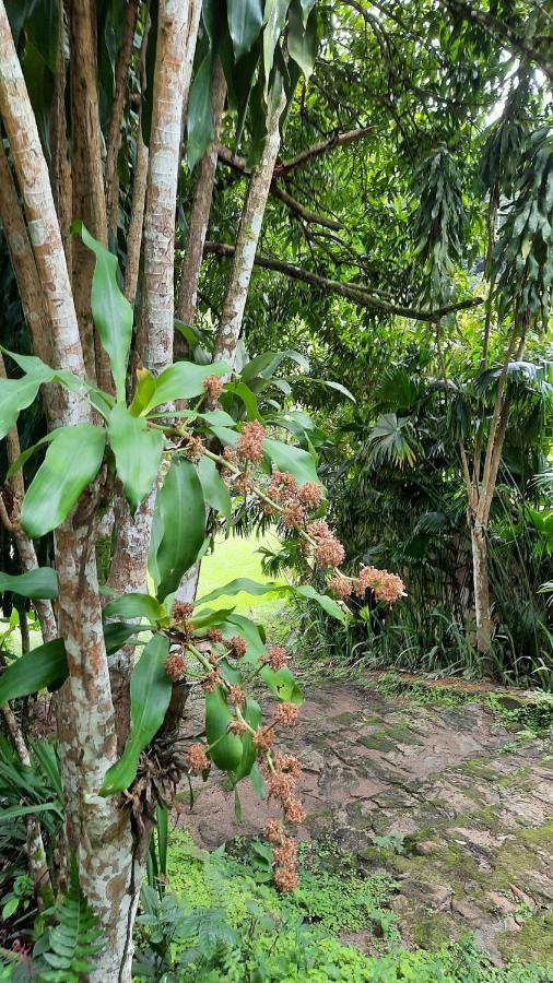 Sitio Alto Da Montanha - Voce Em Paz Com A Natureza Villa Pacoti Exterior foto